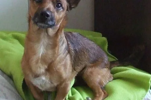 14-sto miesięczny Bajgiel szuka dobrego domu,  ślą