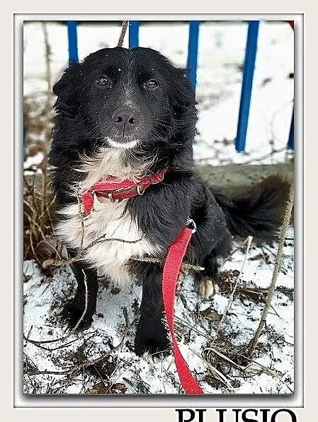 Mały,rodzinny,przytulaśny,wesoły,zaszczepiony piesek PLUSIO.Adopcja., Śląskie, Katowice