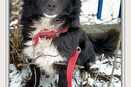 Mały,rodzinny,przytulaśny,wesoły,zaszczepiony piesek PLUSIO.Adopcja.