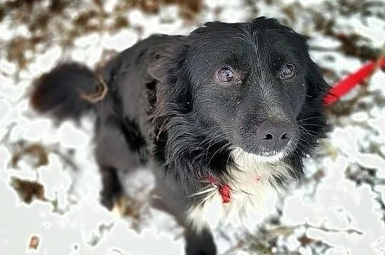 Mały,rodzinny,przytulaśny,wesoły,zaszczepiony piesek PLUSIO.Adopcja., Śląskie, Katowice