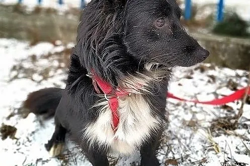 Mały,rodzinny,przytulaśny,wesoły,zaszczepiony piesek PLUSIO.Adopcja., Śląskie, Katowice