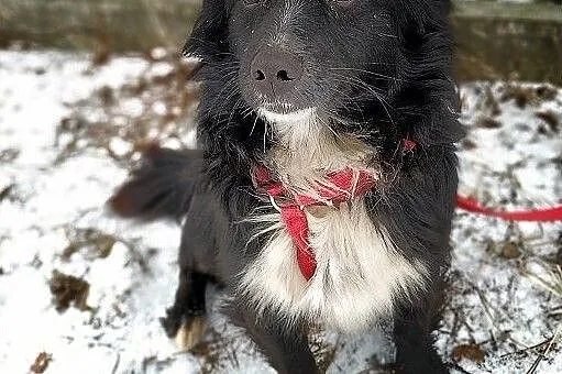 Mały,rodzinny,przytulaśny,wesoły,zaszczepiony piesek PLUSIO.Adopcja., Śląskie, Katowice