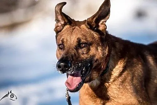 Złoty Pyszczek Korin do adopcji!,  mazowieckie Radom
