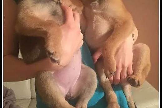 Ok. 3mies. uroczy Mikuś szuka dobrego domu,  mazow