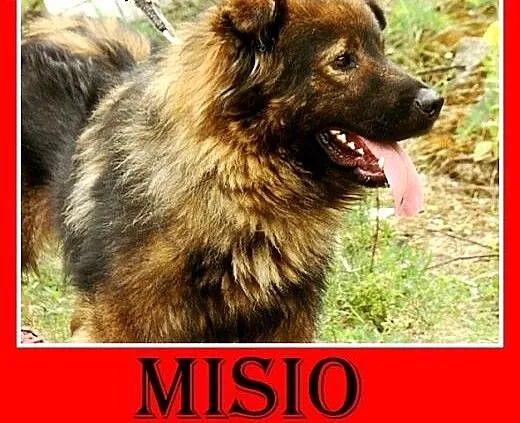 Szpic, owczarek mix,przyjazny,wesoły pies MISIO.Ad
