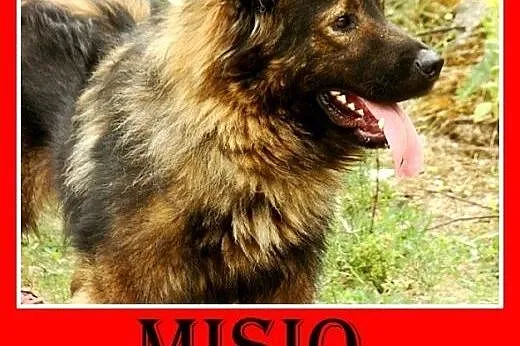 Szpic, owczarek mix,przyjazny,wesoły pies MISIO.Ad