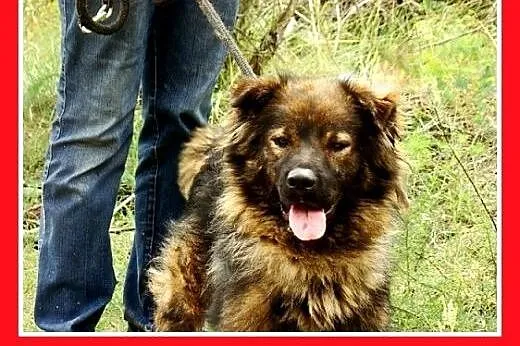 Szpic, owczarek mix,przyjazny,wesoły pies MISIO.Ad