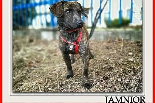 Typ jamnika,młody,kontaktowy,łagodny,szczepiony piesek JAMNIOR.Adopcja.,  małopolskie Kraków, Małopolskie, Kraków