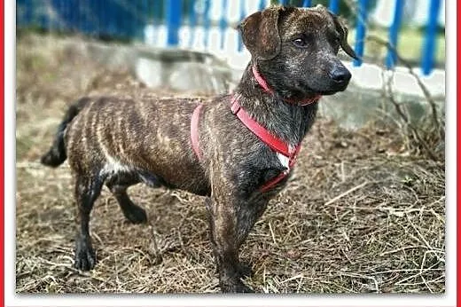 Typ jamnika,młody,kontaktowy,łagodny,szczepiony piesek JAMNIOR.Adopcja.,  małopolskie Kraków, Małopolskie, Kraków