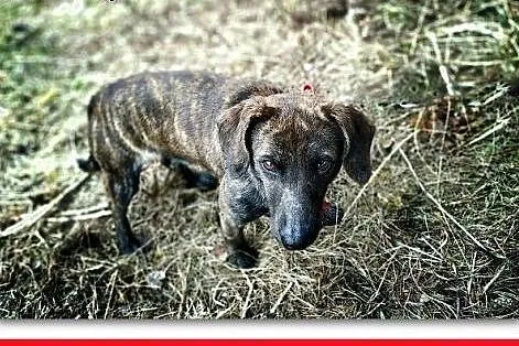 Typ jamnika,młody,kontaktowy,łagodny,szczepiony piesek JAMNIOR.Adopcja.,  małopolskie Kraków, Małopolskie, Kraków
