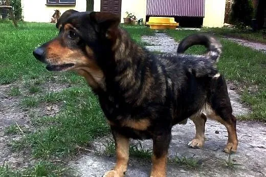 Maks - 8kg psa w typie PARÓWKI - słodziak do pilne