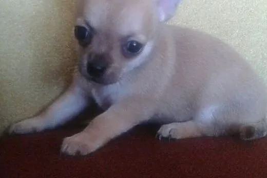 Chihuahua długowłosy- mini szczeniaczki,  śląskie 