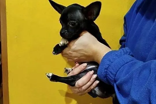 Śliczny piesek chihuahua okolice Warszawy gotowe do zmiany domu