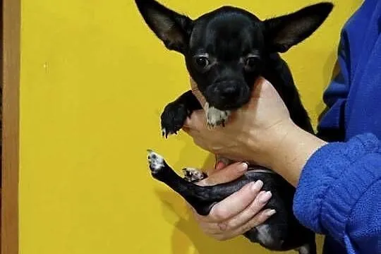 Śliczny piesek chihuahua okolice Warszawy gotowe do zmiany domu, Mazowieckie, Płońsk