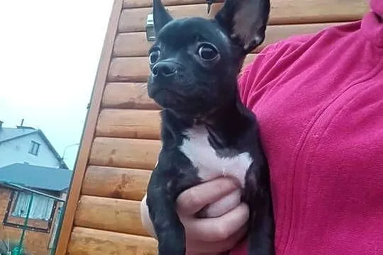 Śliczny piesek chihuahua okolice Warszawy gotowe do zmiany domu, Mazowieckie, Płońsk