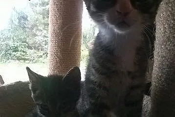 Smutek i Mruno,  pomorskie Rumia