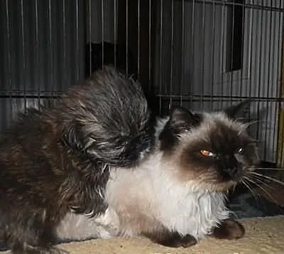 Shih-tzu czekoladowy