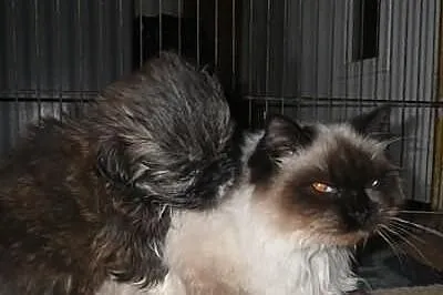 Shih-tzu czekoladowy