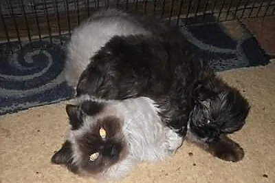 Shih-tzu czekoladowy