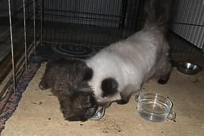 Shih-tzu czekoladowy