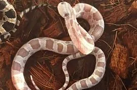 Wąż zbożowy Pantherophis guttatus ultramel anery