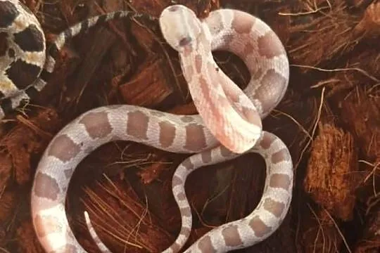Wąż zbożowy Pantherophis guttatus ultramel anery