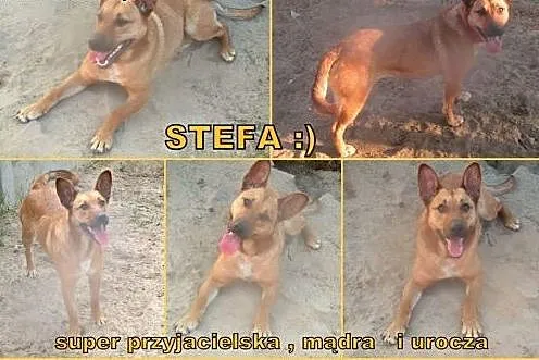 Stefa - przyjacielska, wesoła,  mądra.  Ma coś w s