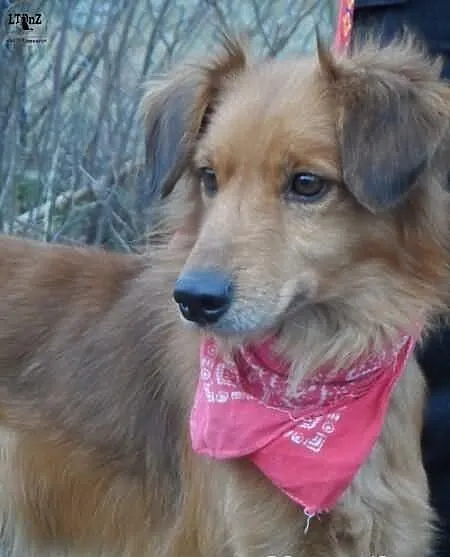 Kali łagodny psiak w typie setera ADOPCJA ŁTOnZ