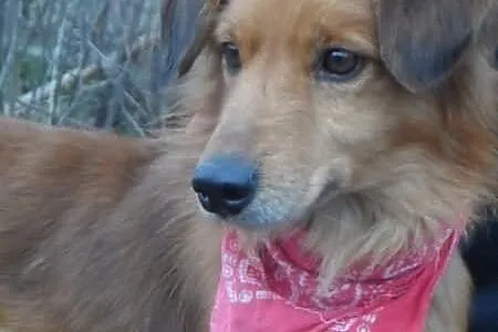 Kali łagodny psiak w typie setera ADOPCJA ŁTOnZ