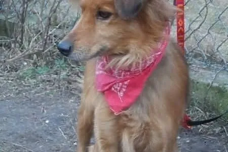 Kali łagodny psiak w typie setera ADOPCJA ŁTOnZ