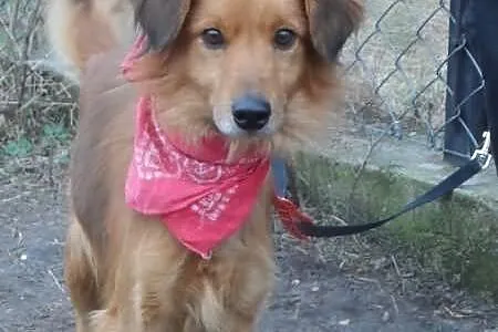 Kali łagodny psiak w typie setera ADOPCJA ŁTOnZ