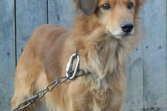 Kali łagodny psiak w typie setera ADOPCJA ŁTOnZ