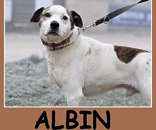 Amstaff mix dla doświadczonych,kontaktowy pies ALB