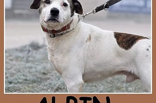 Amstaff mix dla doświadczonych,kontaktowy pies ALB