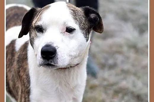 Amstaff mix dla doświadczonych,kontaktowy pies ALB
