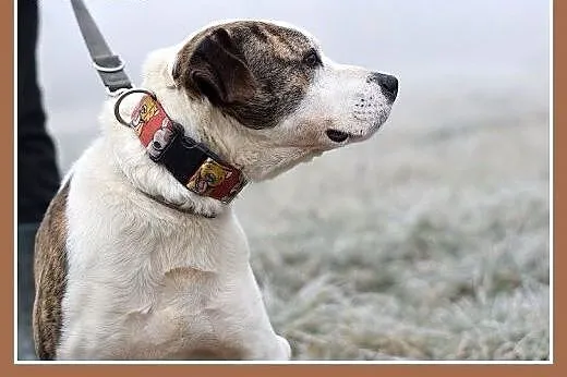 Amstaff mix dla doświadczonych,kontaktowy pies ALB