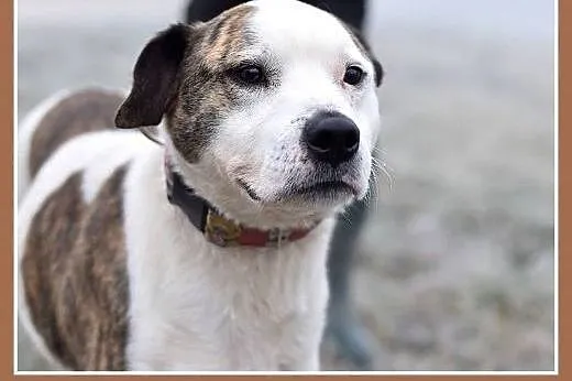 Amstaff mix dla doświadczonych,kontaktowy pies ALB