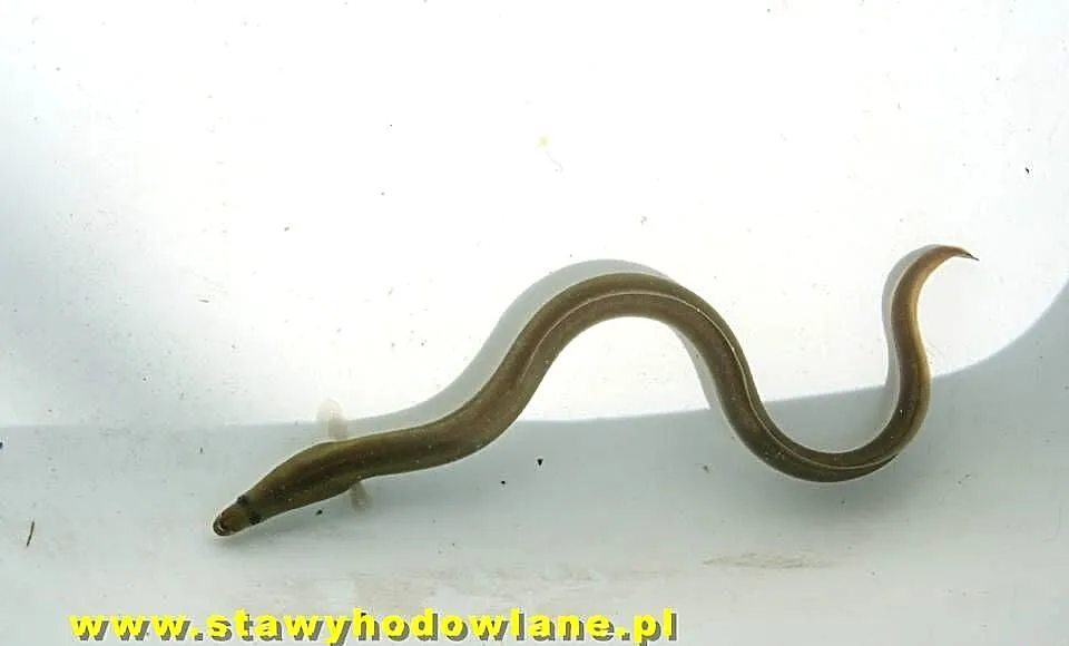 Węgorz 20 cm Ryby do zarybień stawów i oczek wodnych, Łódzkie, Silnica