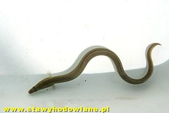 Węgorz 20 cm Ryby do zarybień stawów i oczek wodnych, Łódzkie, Silnica