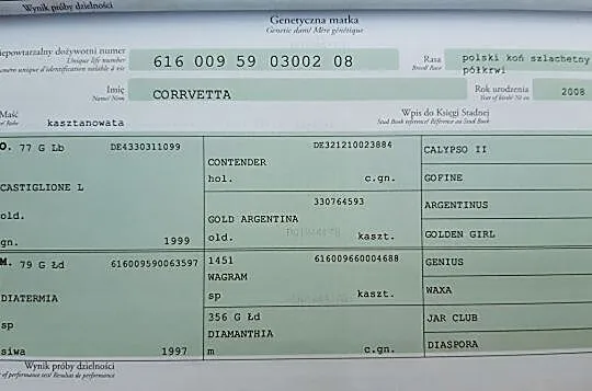 Wydzierżawię klacz Ismena, , 