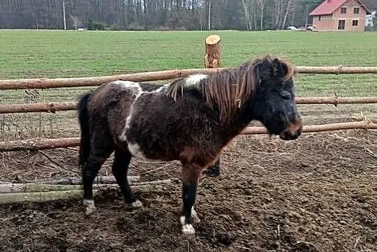 Kucyk ogierek srokaty, Łódzkie, Janówek