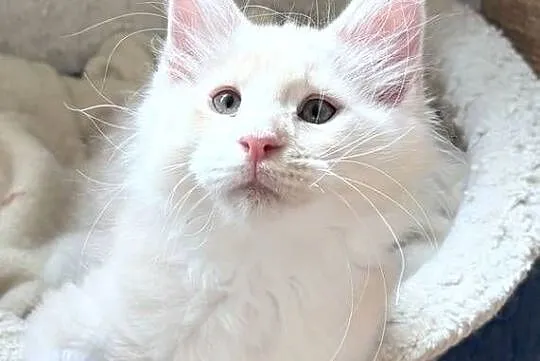 Maine Coon - piękne kocury ! Dymny i rudo biały !, Dolnośląskie, Wińsko
