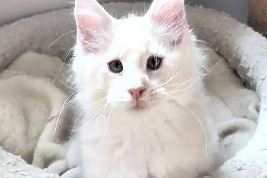 Maine Coon - piękne kocury ! Dymny i rudo biały !, Dolnośląskie, Wińsko