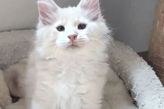 Maine Coon - piękne kocury ! Dymny i rudo biały !, Dolnośląskie, Wińsko