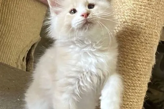 Maine Coon - piękne kocury ! Dymny i rudo biały !, Dolnośląskie, Wińsko