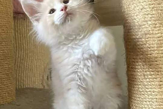Maine Coon - piękne kocury ! Dymny i rudo biały !, Dolnośląskie, Wińsko