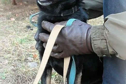 Młody Gacek, mnóstwo radości w niewielki ciałku! ADOPCJA,  Kundelki cała Polska