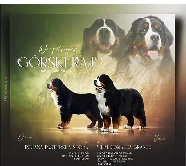 Berneński pies pasterski, Małopolskie, Mszana Dolna