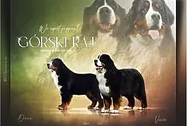 Berneński pies pasterski