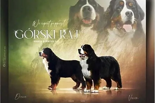 Berneński pies pasterski, Małopolskie, Mszana Dolna